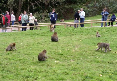 Monkey Forest at Trentham © Kevin Rushton :: Geograph Britain and Ireland