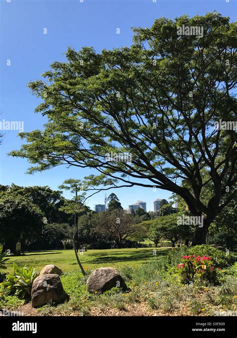 City botanic gardens, Brisbane Stock Photo - Alamy