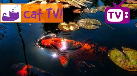 Cat TV - 30 min of Beautiful Fish Swimming in the Pond Combined With Soothing Music TV For Cats ...