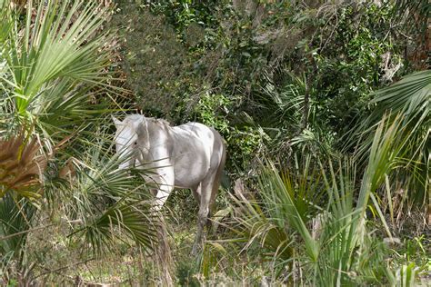 Wild Horse Island – jantrabuephotography.com