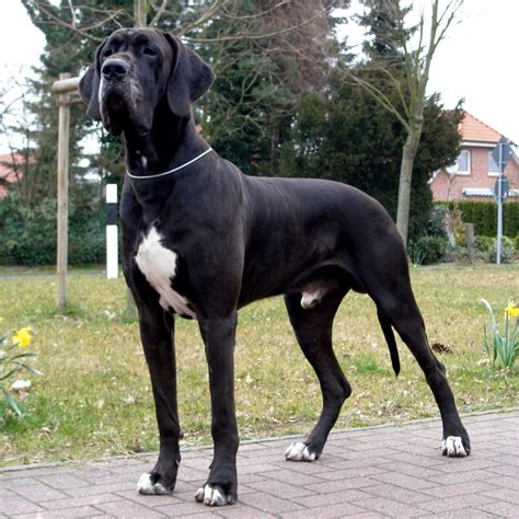 difference between european and american great danes - Google Search | CANINES | Pinterest ...