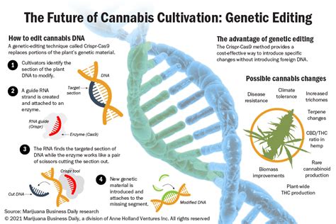 Genetic editing offers hemp and marijuana companies a way to improve plant strains