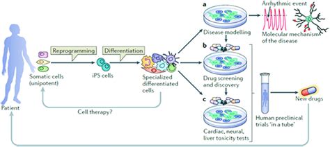 Induced pluripotent stem cells: the new patient? 39 Permission for ...