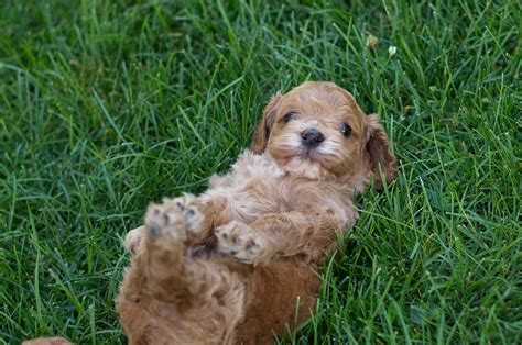 Cockapoo Puppies For Sale – Acorn Acres Puppies