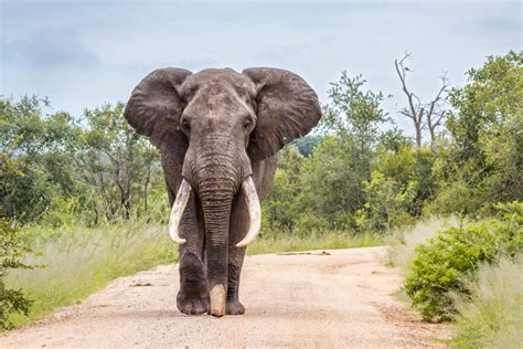 Safári pela Reserva Especial de Maputo - Reserve em Civitatis.com