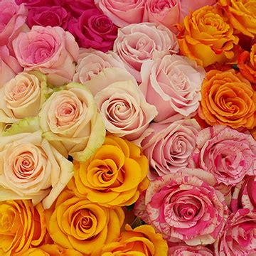 Cheap Roses Delivery | GlobalRose