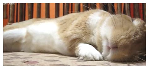 Bunny Sleeping GIF - Find & Share on GIPHY