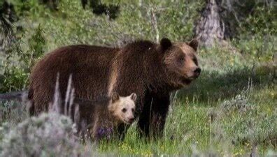 Petition · REMOVE GRIZZLY BEAR PROTECTION FROM THE ENDANGERED SPECIES ...