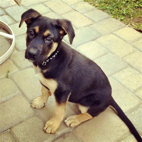 German Shepherd Terrier Mix Puppies