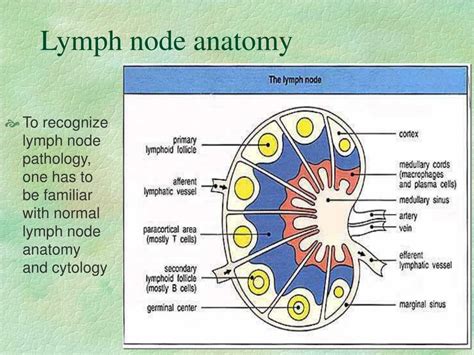 Lymph Node Gross Anatomy