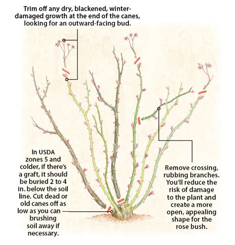 How to prune roses | Garden Gate