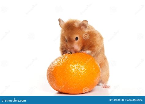 Red Hamster and Orange Isolated Stock Photo - Image of golden, shot: 134521446