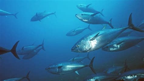 Annual Pacific Bluefin Tuna Auction Continues Despite Species’ Dire Status | The Pew Charitable ...