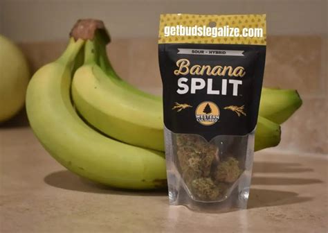 Banana Split strain review - GetBudsLegalize.com