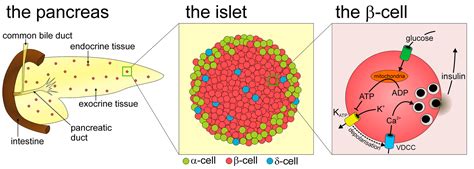 What Happens To Alpha Cells In Type 1 Diabetes - DiabetesWalls