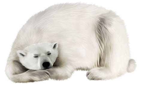 Polar white bear PNG