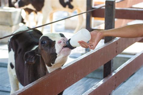 Baby Cow Feeding on Milk Bottle by Hand Women Stock Photo - Image of ...