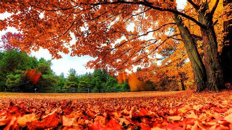 Beautiful Leafed Autumn Tree And Dry Leaves On Ground HD Nature ...