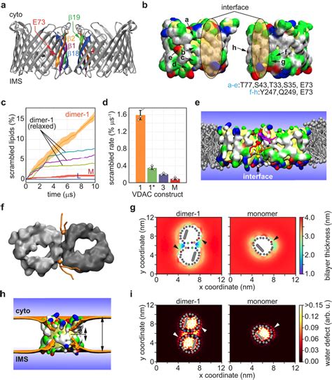 Coarse-grained MD simulations of scrambling by a specific VDAC1 dimer a... | Download Scientific ...