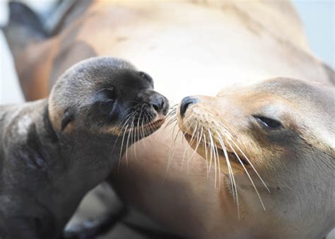 Sea Lion Pups Worth the Wait at Brookfield Zoo - ZooBorns