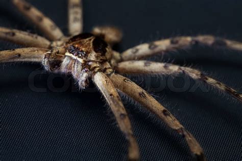 Cane Spider | Stock image | Colourbox