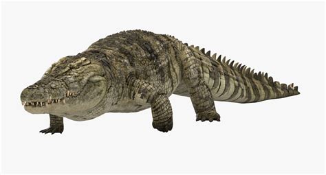 3D Crocodile Animated model — Missset