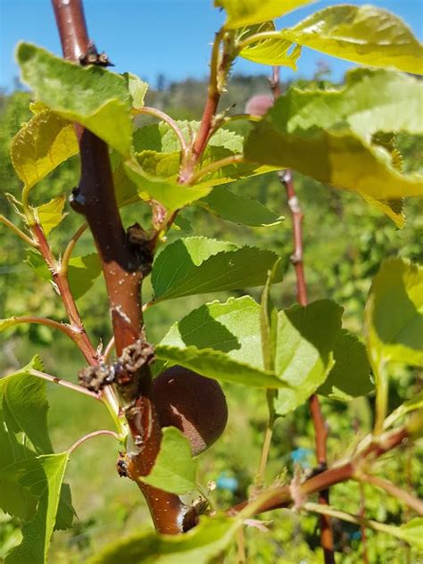 Things that can go wrong with apricots – Grow Great Fruit