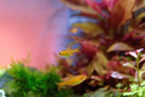 Ember Tetra 101: Care, Size, Breeding, Lifespan, & More