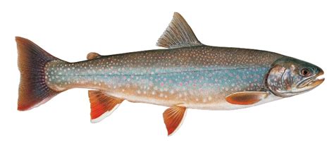 Dolly Varden – Western Native Trout Initiative