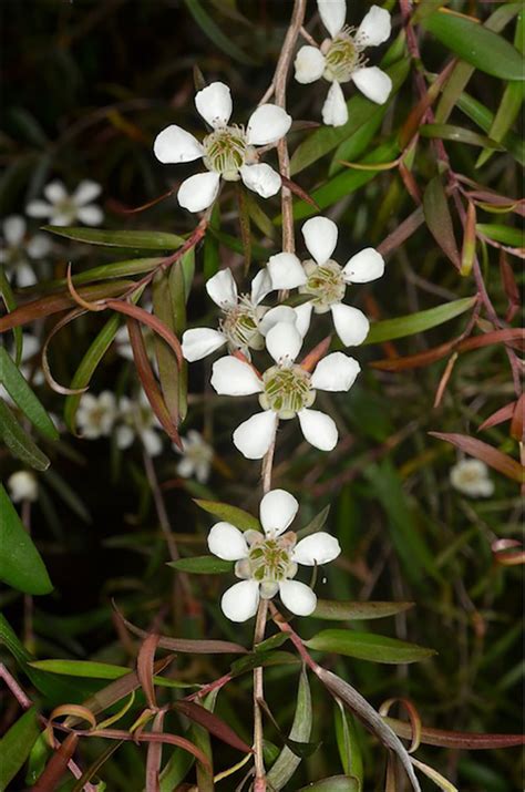 Leptospermum madidum (Weeping Tea Tree) — Territory Native Plants