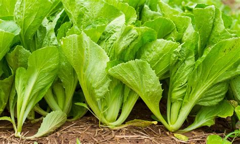 Mustard Greens vs Collard Greens: What’s the Difference? - A-Z Animals