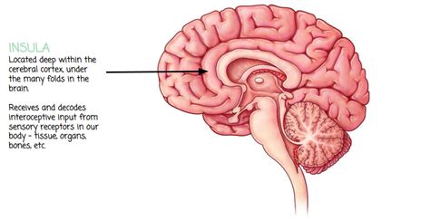 Interoception: What It Is, How It Works, & How to Improve Interoception