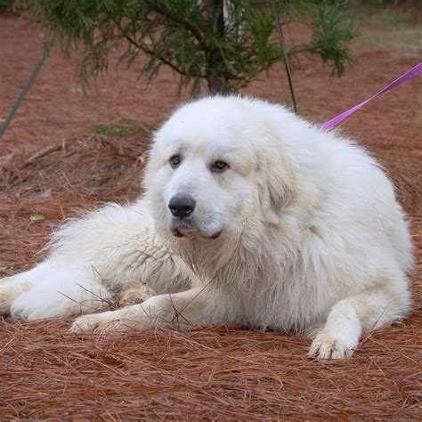 Jared – Great Pyrenees Rescue of Atlanta