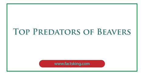 6 Predators of Beavers that Eat Beavers - FactsKing.com