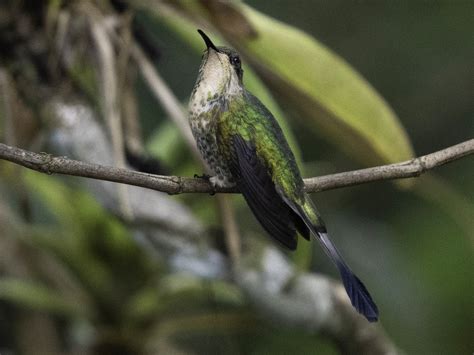 Marvelous Spatuletail - eBird