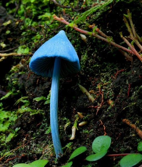 New Zealand's Sky Blue Mushroom - Neatorama