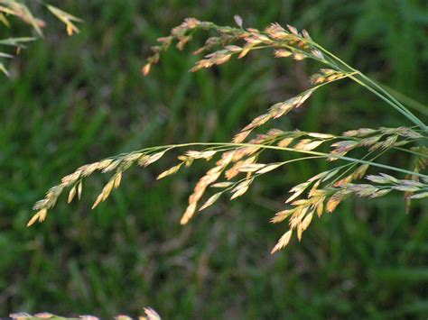 Tall Fescue Grass Seed Head