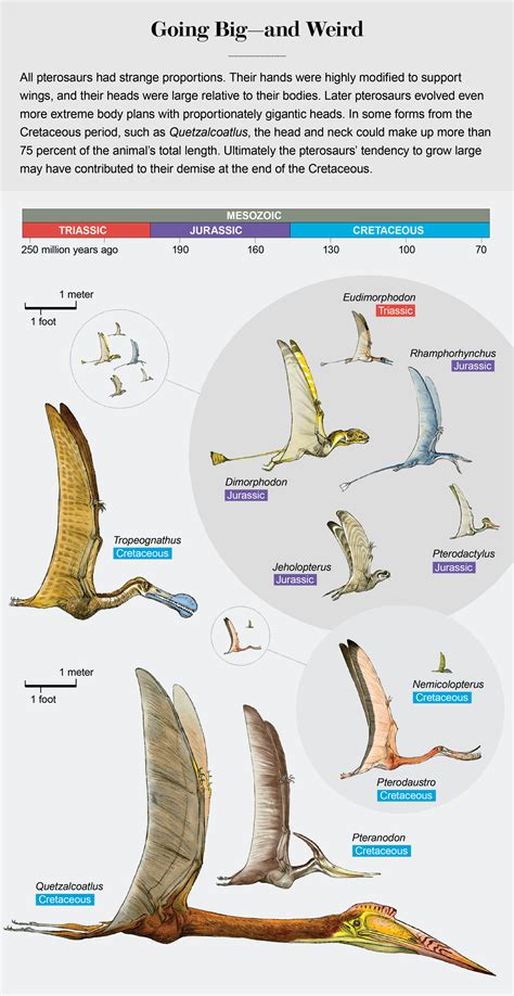 Pterosaurs Were Monsters of the Mesozoic Skies - Scientific American