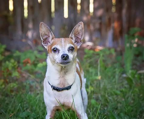 All About The Rat Terrier Beagle Mix (Raggle) With Pictures