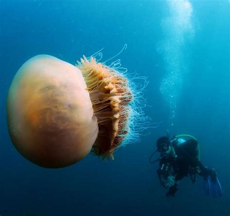 Japan Is Attacked by 200 Kilogram Jellyfish (6 pics) - Izismile.com