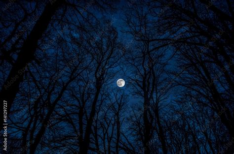 Beautiful landscape of dark night forest against full moon, Full moon ...