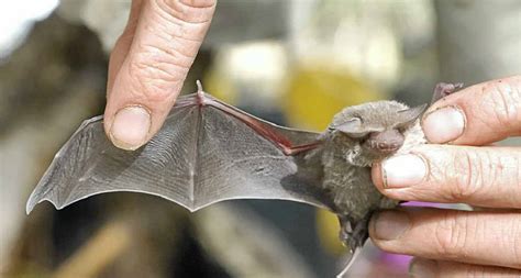 Microbats link to 'world first' deadly virus death | Warwick Daily News