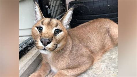 Lincolnshire wildlife park rehomes two caracal cats - BBC News