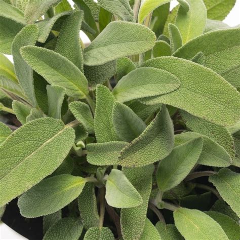 Sage | Garden Plant, Culinary Herb | Free UK Delivery