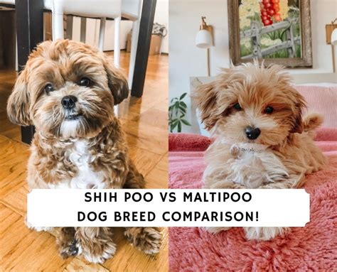 Shih Poo vs Maltipoo – Dog Breed Comparison!