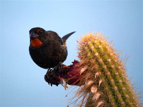 Antillean Bullfinch | Mike's Birds | Flickr