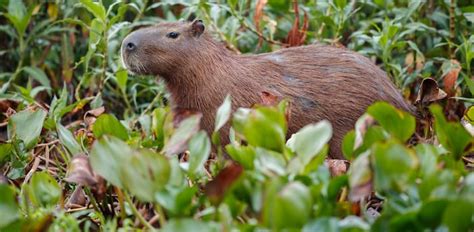 5 Facts About Capybara Meat You Need to Know