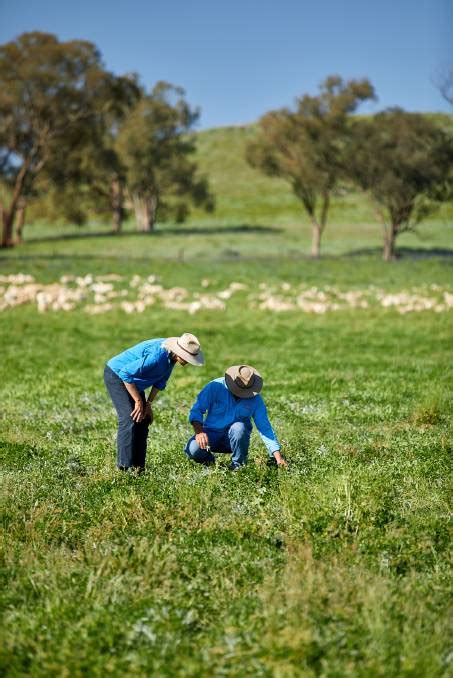 New MLA online grazing land management hub launched | The Land | NSW