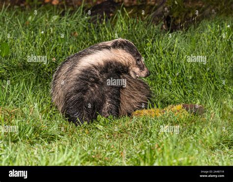 Eurasian Badger foraging for food Stock Photo - Alamy