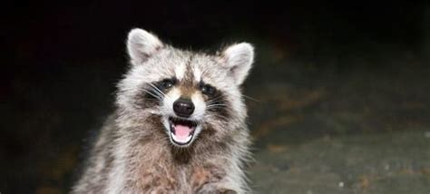 How to Tell if a Raccoon Has Rabies? - Wildlifeshield.ca